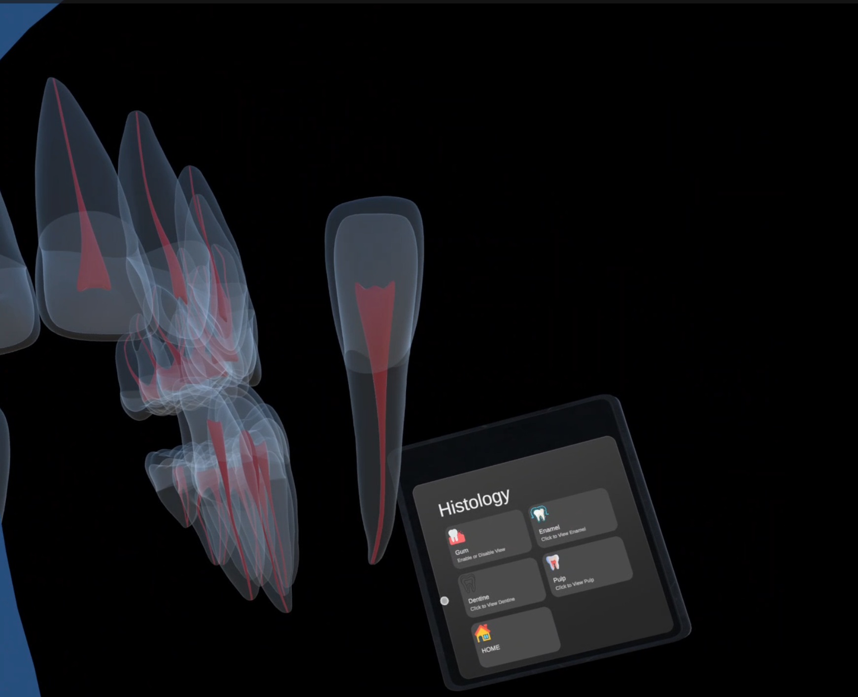 VR Tooth Atlas Slide 3